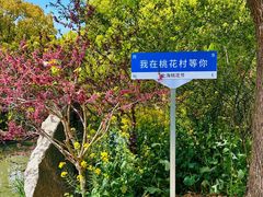 -南汇桃花村
