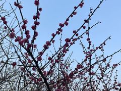 -香雪海