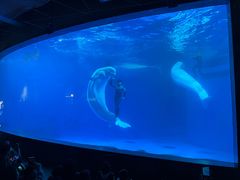 -海合安成都极地海洋公园