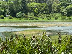 -华侨城湿地公园