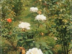 -莲花池公园