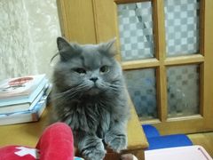 -艾贝尔宠物医院·狂犬免疫点(江山金象城店)
