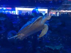 -成都浩海立方海洋公园