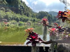 -深圳仙湖植物园