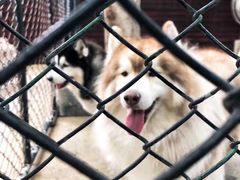 -TrueLove @ Neverland (Husky Cafe)
