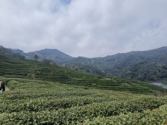 -十八棵（老龙井）御茶园(老龙井店)