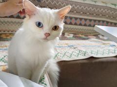 -楼上猫咖(罗湖店)