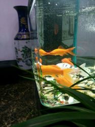 -尚玲纹绣纹眉特价店