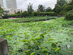 -嘉定紫藤园