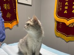 -半岛宠物医院24小时(科华中路店)