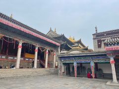 -塔尔寺菩提树