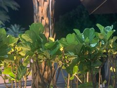 -木屋烧烤(惠阳华润小径湾店)