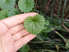 -杭州植物园