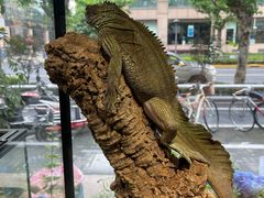 -酷以爬仙阁实体爬宠店·守宫·蜥蜴·专业繁育