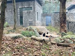 -都江堰中华大熊猫苑