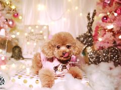 -超宠爱宠物摄影-Super pet