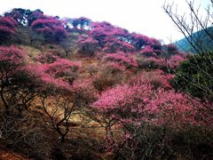 -新建村梅花