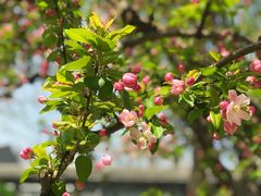 -海棠花溪(元大都城垣遗址公园)