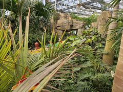 -南宫五洲植物乐园