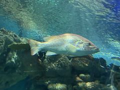 -上海海洋水族馆