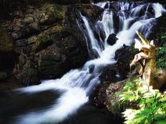 -莫里热带雨林景区