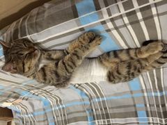 纳吉亚动物诊所-纳吉亚猫专科动物诊疗中心(蒋宅口分院)