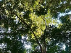 -银湖山郊野公园-相思林
