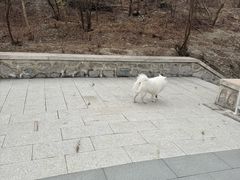 -白水寺森林公园