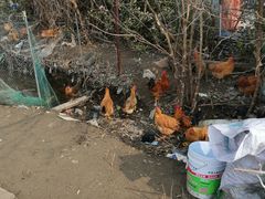 -胜丰草莓采摘园