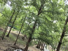 -白水寺森林公园