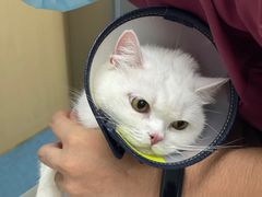 -宠颐生猫科·内科皮肤科(西平世纪城店)