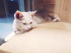 -藏猫猫咖啡主题馆(中央大道店)