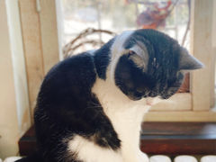 -海边的猫和咖啡馆