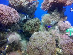 -烟台海昌鲸鲨海洋公园