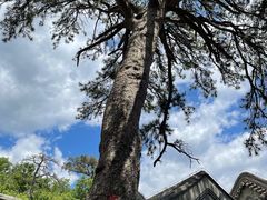 -阳台山自然风景区