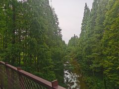 -黄海国家森林公园