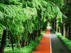 -上海长兴岛郊野公园