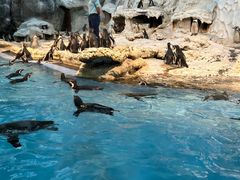 -帝企鹅自助餐厅•儿童岛•真企鹅(长隆企鹅酒店)