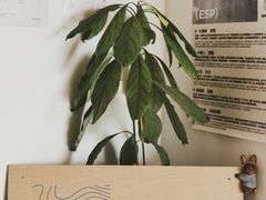 -纽巷咖啡 SOFTFOCUS COFFEE(锦和巴黎时韵店)