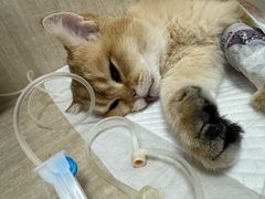 -北京观赏动物医院·24小时大型综合·猫专科·异宠专科