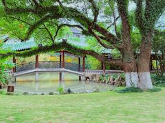-江心屿景区