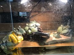 -龟与熊猫宠物公园(南坪店)