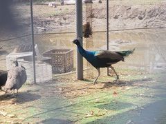 -前小桔亲子创意农场·草莓采摘·露营烧烤