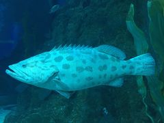 -芜湖新华联大白鲸海洋公园