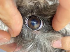 -美联众合动物医院(·中兽医·疑难杂症·严家桥分院)