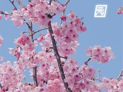 -顾村公园
