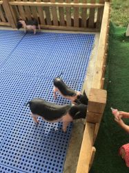 -萌宠亲子动物乐园(槐房万达店)