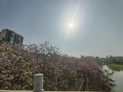 -广东花都湖国家湿地公园