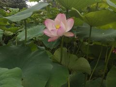 -南山植物园