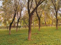 -东坝千亩湖公园